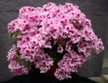 Mendip Barbie - click for Large image